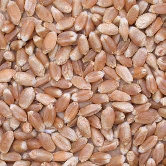 When used as part of a blend, CWRS can improve the quality of lower quality wheats and is often referred to as a blending or improver wheat.