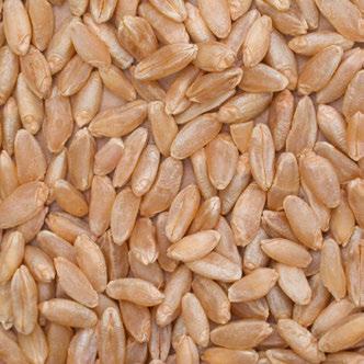 Breeding efforts in CWAD have focused on improving the colour and gluten strength in new varieties.