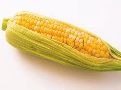 Buy Corn with fresh green