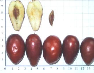 40 GENETIKA, Vol. 47, No.1, 33-43, 2015 21/6 22/6 Kitajskij 2A Fig. 6. The large fruit types of the variety Kitajski 2A progeny Table. 3. Fruits size of varieties Vahshskij 45/2 and Kitajski 2A and their progenies Vahshskij 45/2 X 38.