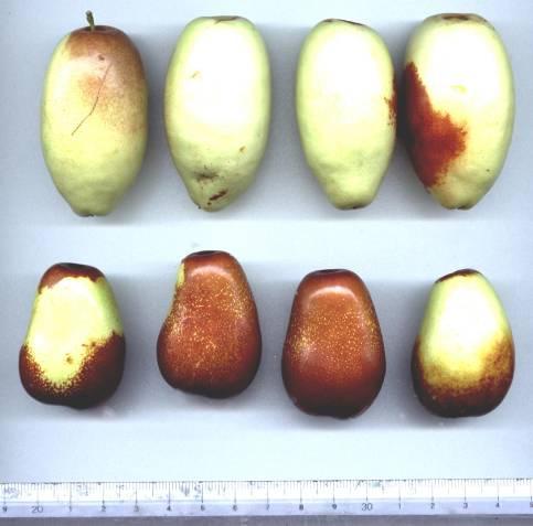 A. MARKOVSKI et al: MORPHOMETRIC CHARACTERISTICS OF JUJUBE TYPE FRUTS 41 In the frame of the progeny of the variety Kitajski 2A the highest width, height, volume and mass of the fruits has the type