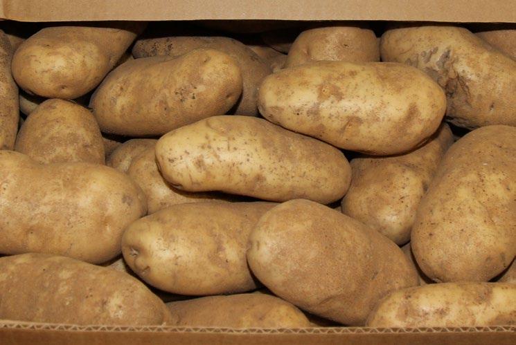We should see North Carolina White Potatoes start this week and price will be higher than what we had seen out of Northeast White Potatoes,