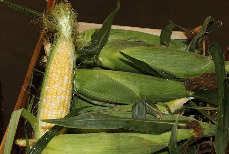 Georgia Sweet Corn is in good supply, with promotable