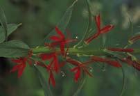 Description: Height: Up to 5 feet, but usually shorter Blooms: July October Stalks are, at first,
