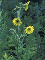 Compass Plant Silphium laciniatum Distinguishing Characteristics: Very large basal leaves sometimes over 1 foot long Margin is