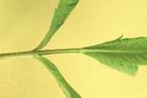 Culver s Root Veronicastrum virginicum Distinguishing Characteristics: Juvenile leaves opposite, lacking stalks, with short
