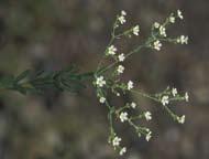 Flowering Spurge Euphorbia corollata Distinguishing Characteristics: Milky sap in stem and