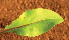 Foxglove Beard Tongue Penstemon digitalis Distinguishing Characteristics: Basal leaves on long stalks Leaf margin