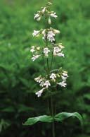 usually shorter Blooms: May July This is the tallest of four white-flowered Penstemon species in Missouri.