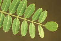 Leadplant Amorpha canescens Distinguishing Characteristics: Stem and