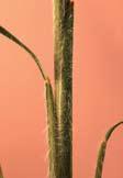 Little Bluestem Schizachyrium scoparium Distinguishing Characteristics: Leaves are up to 12 inches long and less than