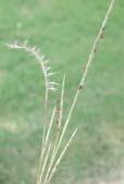 very hairy and strongly flattened near the base Description: Height: 2 4 feet Blooms: August September Purplish-bronze