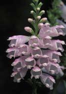 Obedient Plant Physostegia virginiana Distinguishing Characteristics: Basal leaves in a whorl Smooth, narrow, with