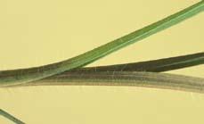 Ohio Spiderwort Tradescantia ohiensis Distinguishing Characteristics: Juvenile stem and leaves with long,