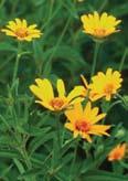 Description: Height: Up to 6 feet Blooms: May October Flowers resemble a small sunflower, more than 10 yellow ray