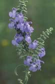 Pitcher Sage Salvia azurea Distinguishing Characteristics: Stems square with short, dense hairs Leaves