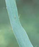 Rattlesnake Master Eryngium yuccifolium Distinguishing Characteristics: Yucca-like leaves with pointed tips and