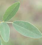 Round-headed Bushclover Lespedeza capitata Distinguishing Characteristics: Leaves and stem covered with
