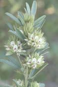 Description: Height: Up to 5 feet Blooms: July October A slender legume, its flowers occur in dense,