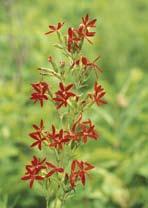 plant Description: Height: 3 to 4 feet Blooms: July August A clump-forming perennial, it has long, slender,