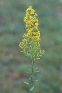 teeth Description: Height: Up to 3 feet Blooms: August November This unbranched plant is likely the showiest of