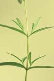 Slender Mountain Mint Pycnanthemum tenuifolium Distinguishing Characteristics: Smooth, square stem Numerous
