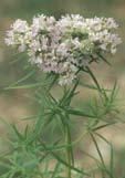 Description: Height: Up to 2½ feet Blooms: June September Flowers, in dense, half-round heads, are usually