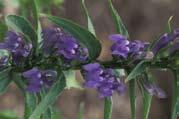 Blue Lobelia Lobelia siphilitica Distinguishing Characteristics: Milky sap in stem and leaves Basal