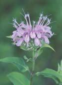surface sometimes a faint purple A fragrant aroma when crushed Description: Height: Up to 4 feet Blooms: