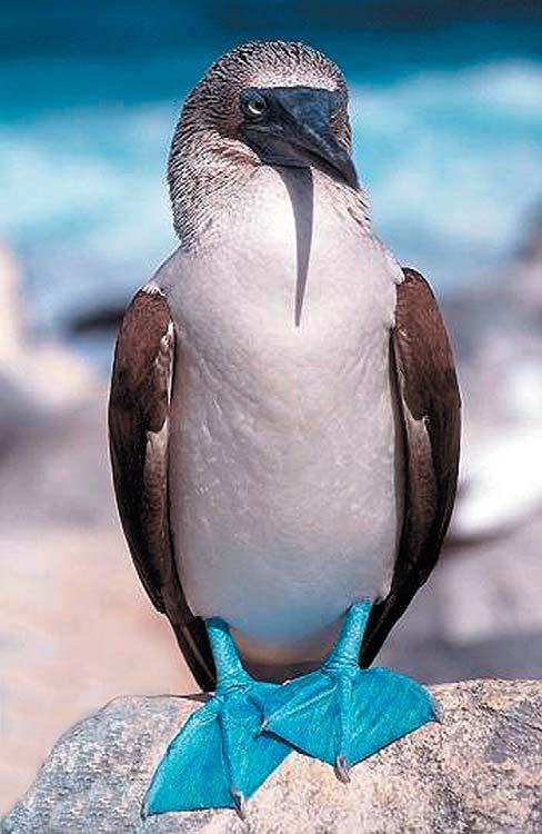 The blue-footed boobies live in areas such as the islands of Galapagos, along the Gulf of California and the western coastlines of Mexico, Ecuador, and Peru.