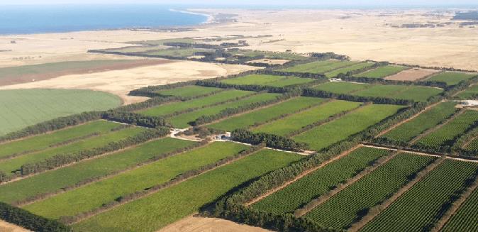 au/ Vines are planted at low elevations; with the vineyards closest to the shore planted at about 16 feet (5 m)