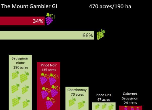 The Mount Gambier GI 34% 66% 470 acres/190 ha Sauvignon Blanc 180 acres Pinot Noir 135 acres Chardonnay 70 acres Pinot Gris 47 acres Cabernet Sauvignon 24 acres