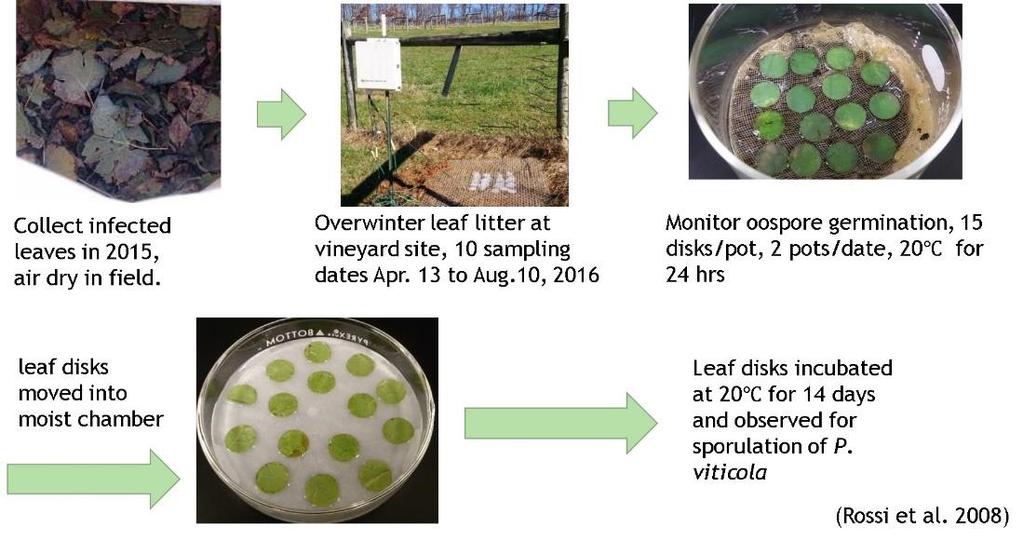 Fig. 4. Floating leaf disk assay to test for oospore germination in leaf litter during spring 2016 at the GMREC, Blairsville. Presence of different cryptic species of P.