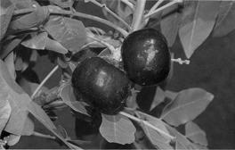 5. Burdekin plum Pleiogynium timorense (family Anacardiaceae) #270 (H9) The large dark purple fruits of the Burdekin plum are much prized in north Queensland by both Aborigines and whites alike.
