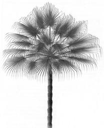 Illawarra plum Podocarpus elatus (family Podocarpaceae) #538 (E14) Illawarra plum or brown pine is a rainforest tree native to NSW & Queensland.