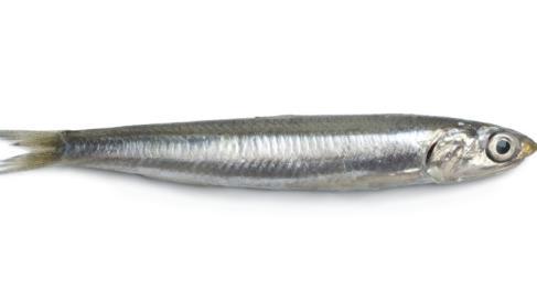 1 DESCRIPTION OF THE PRODUCT 1.1 Biological and commercial characteristics The case study focuses on European anchovy.