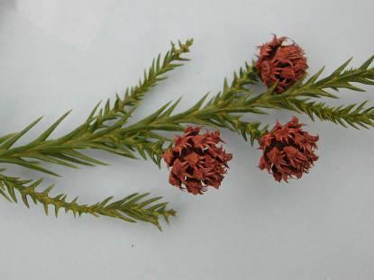afternoon) Looks like crinkled tissue paper Sepals 3-5, petals 5 Stamens many, Styles 1 Pink, purple, white ~ purple spot at base of petal Pinus mugo (PINACEAE) Mugo or Swiss mountain pine C.