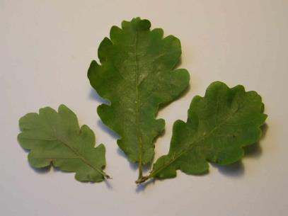 long Mucronulate tip Under white pubescent Infl Pendulous racemes 8-12 in. long Yellow papilionaceous 5 parted 10 stamens 1 style Quercus robur (FAGACEAE) English oak.