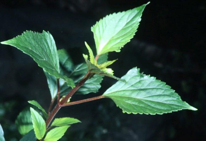 Crofton Weed, Eupatory (Ageratina adenophora)