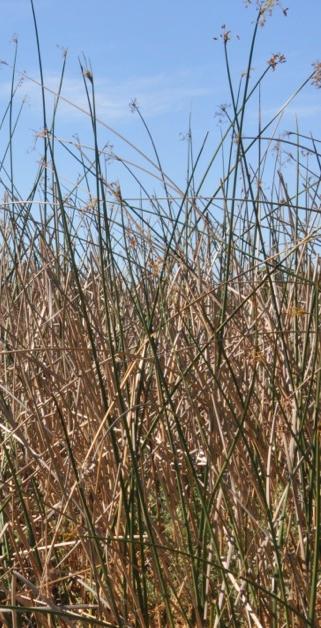 but cattail leaves are generally narrower < ¾ (2cm) and