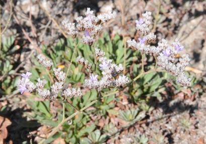 Algerian sea lavender Plants SIMILAR TO: European