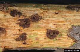 and the capacity of the fungus and beetle to invade new areas and survive under a wide range of climatic conditions in the West.