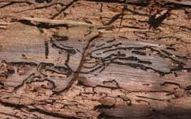Small cankers develop around the galleries; these cankers may enlarge and coalesce to completely girdle the branch.