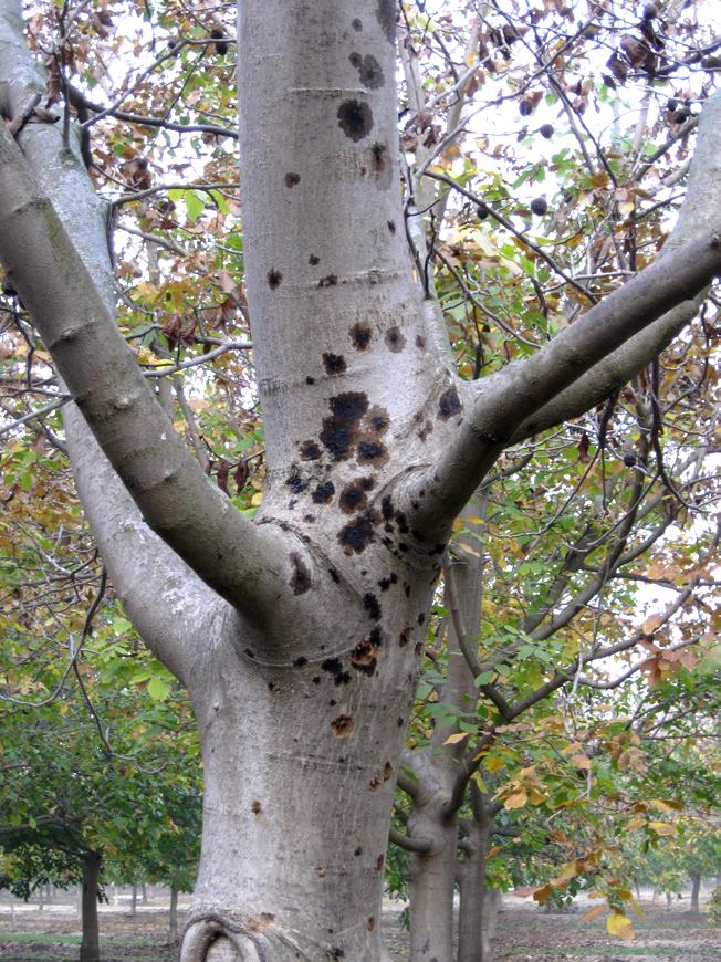 (J) (K) If you suspect thousand cankers infection of your walnut trees, contact your state department of agriculture or county extension office.
