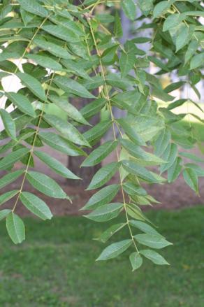 Key Identification Features of Juglans species Leaves are alternate, with