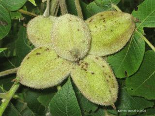 seed is sweet and usually oily. Black Walnut fruit. Source: Steven J.