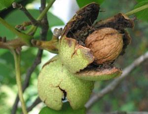 Source: Karren Wcisel, 2005 Persian Walnut fruit. VegTalk.