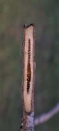 Twigs are thick, gray, finely hairy when young, with raised 3-lobed leaf scars, and chambered brown pith.