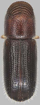 A Screening Aid for the Identification of the Walnut Twig Beetle, Pityophthorus juglandis Blackman James R. LaBonte 1, Robert J. Rabaglia 2 1 Plant Division, Oregon Dept.