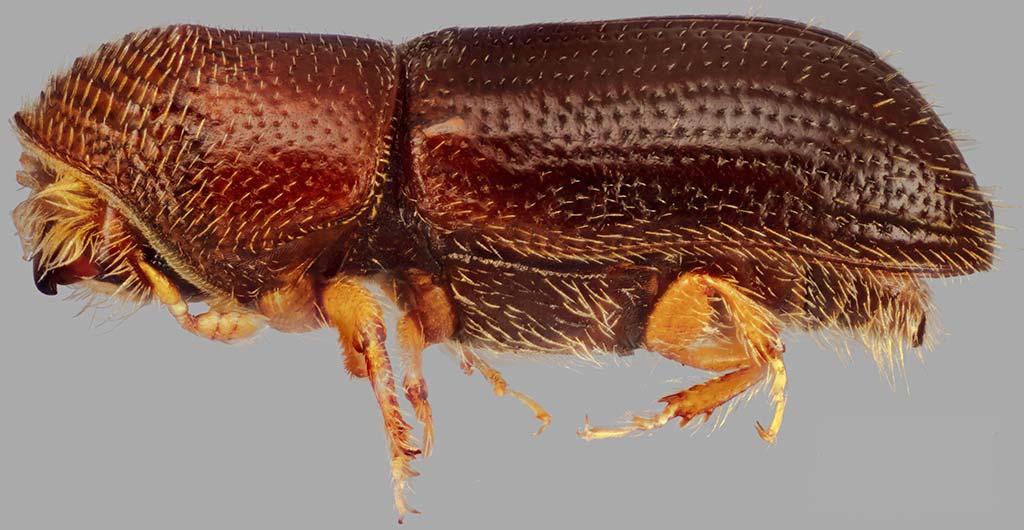 Introduction: The walnut twig beetle (WTB), Pityophthorus juglandis Blackman (Scolytidae), is a small (~2 mm long) bark beetle native to the southwestern United States (AZ, CA and NM) and northern